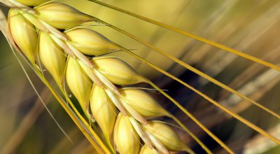 barley