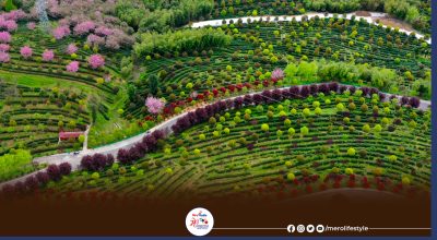 tea industry
