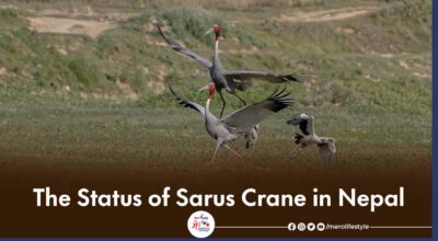 Sarus Crane