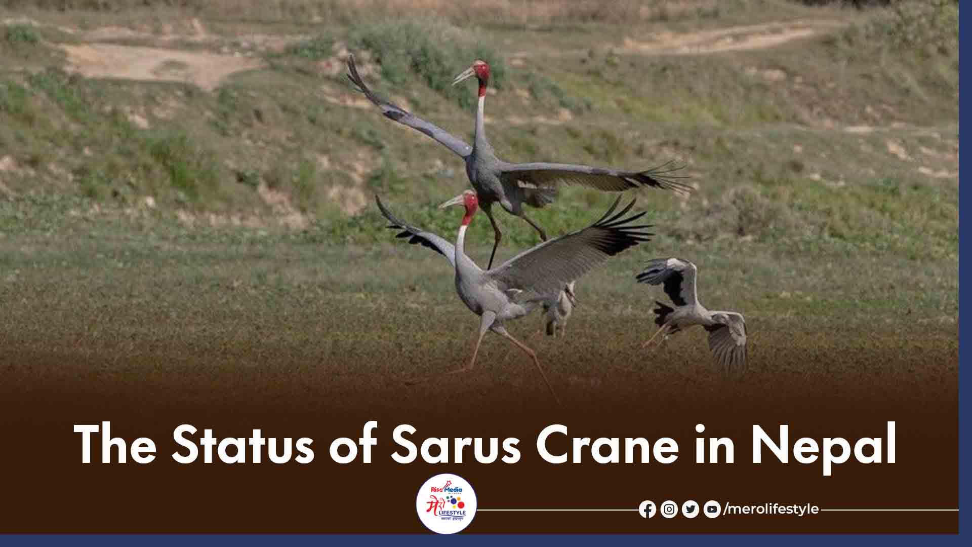 The Status of Sarus Crane in Nepal