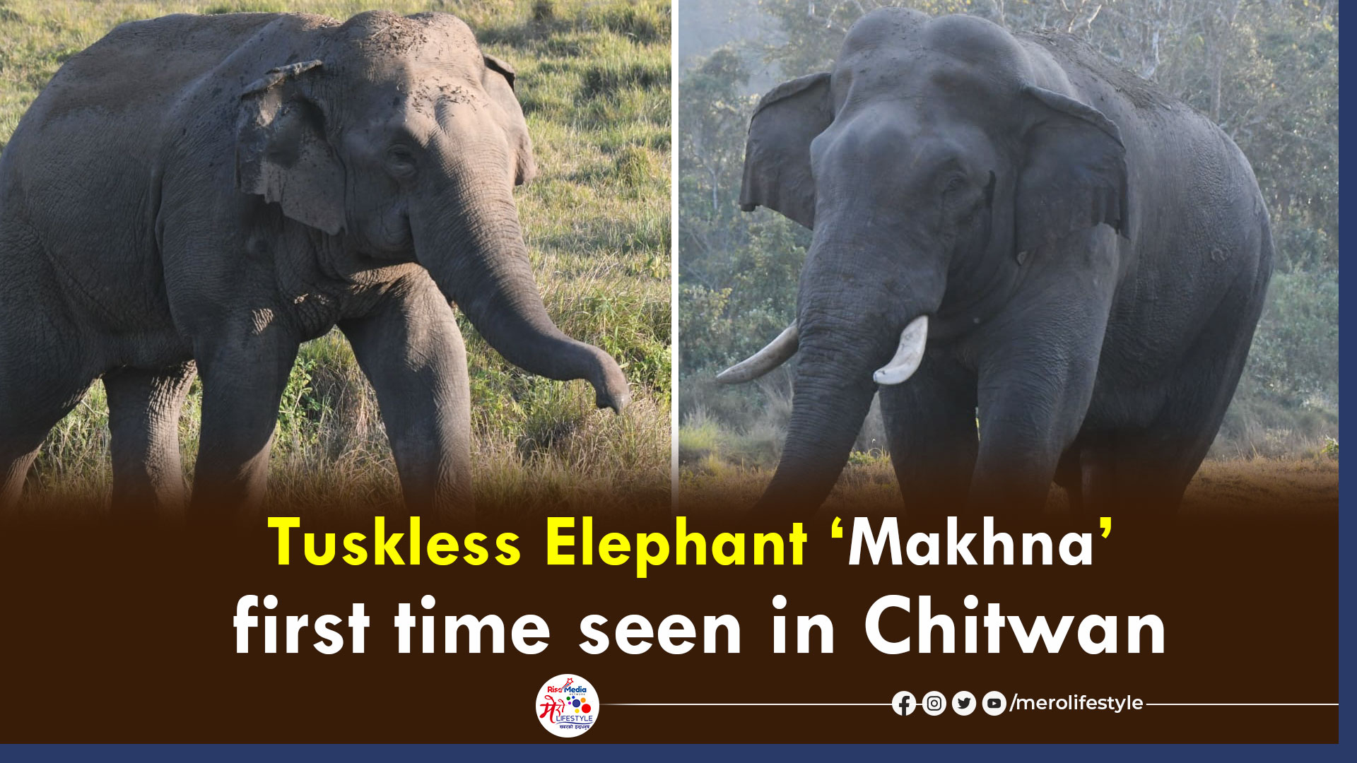 Tuskless elephant Makhna first time seen in Chitwan