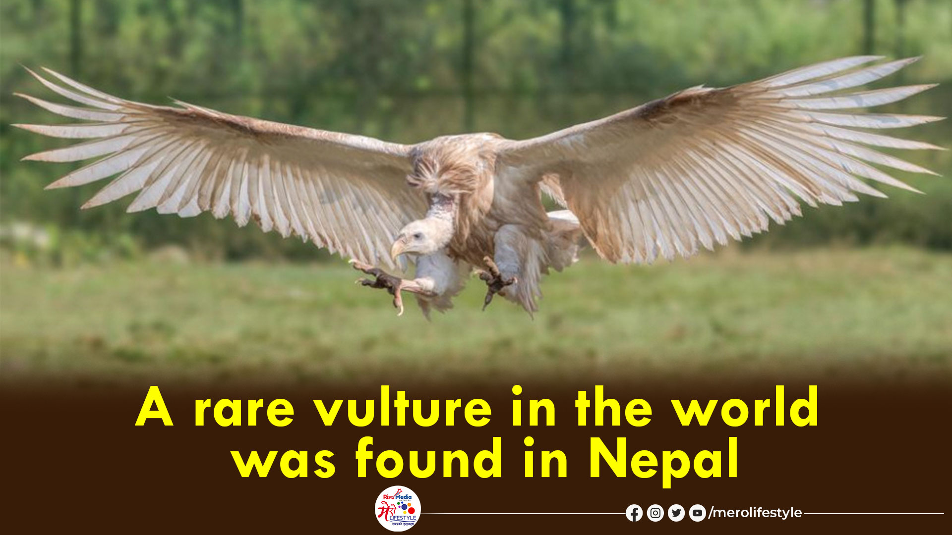 A rare vulture in the world was found in Nepal